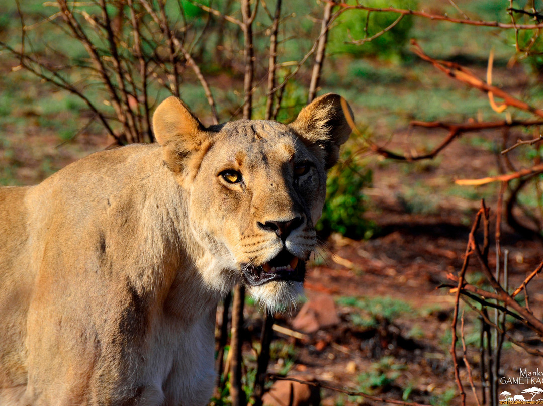 Mankwe GAMETRACKERS-太阳城必去景点