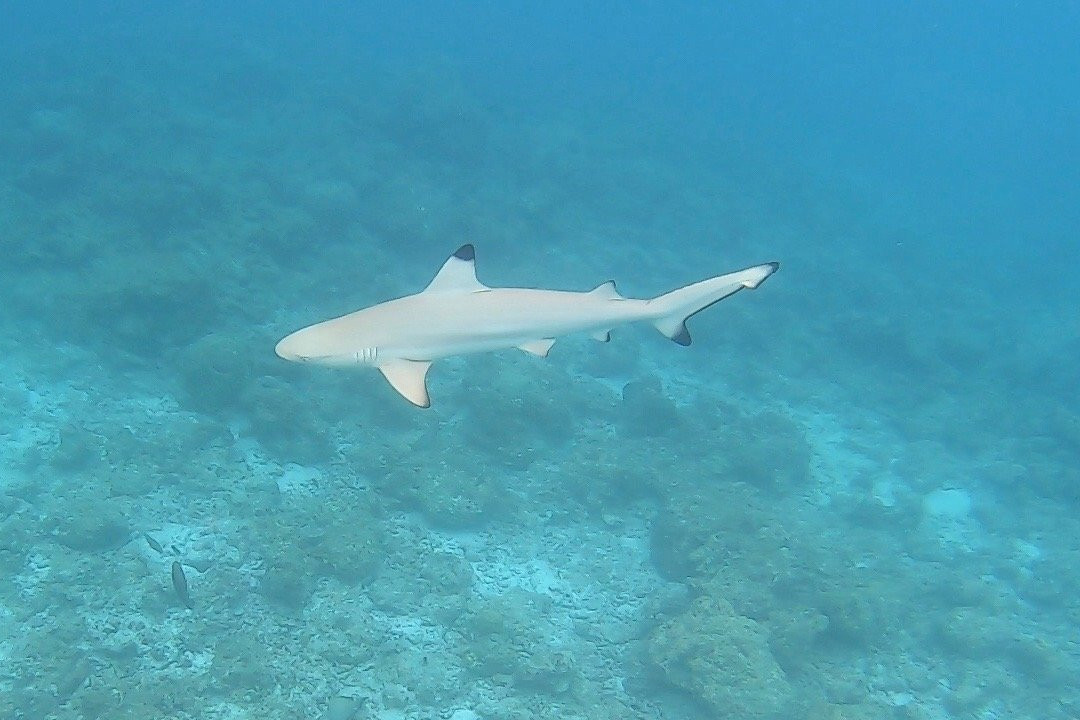 Diveoceanus Holiday Island Resort & Spa-Dhiffushi Island必去景点