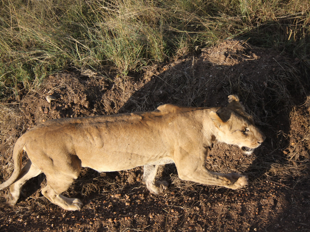 Ol Kinyei Conservancy-马赛马拉国家野生动物保护区必去景点