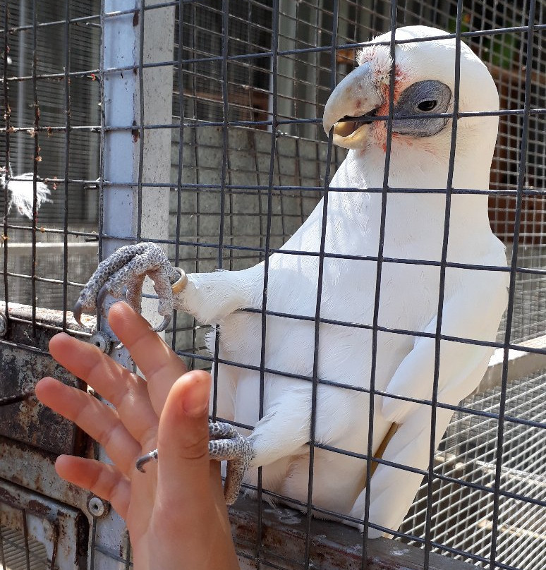 Birds Paradise-Robertson必去景点