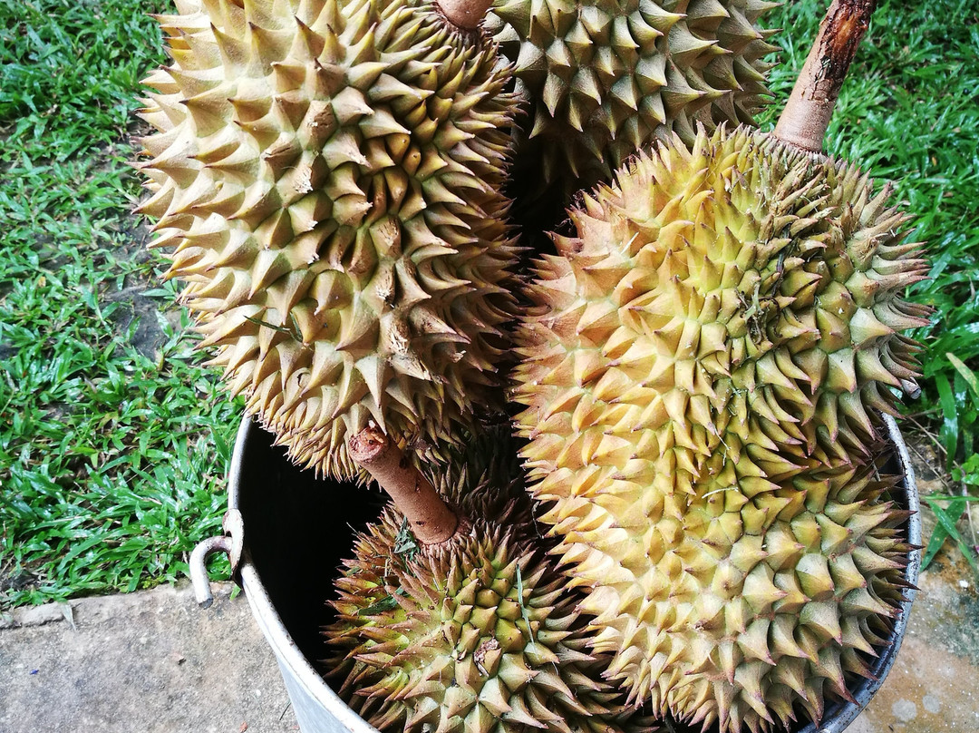 Borneo Orchard House主图