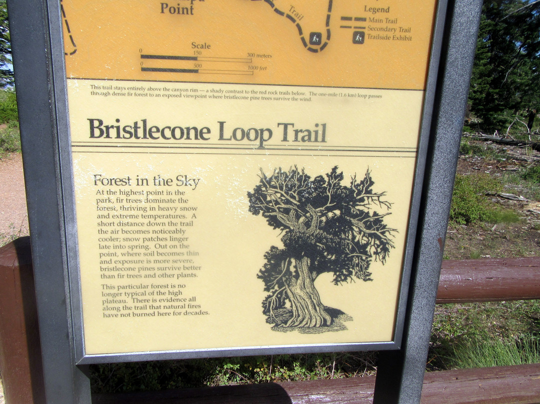 Bristlecone Loop景点图片