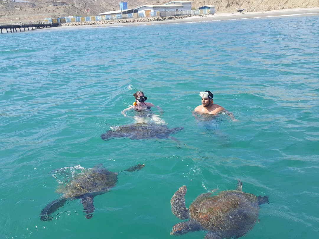 Nadando con Tortugas en El Nuro景点图片