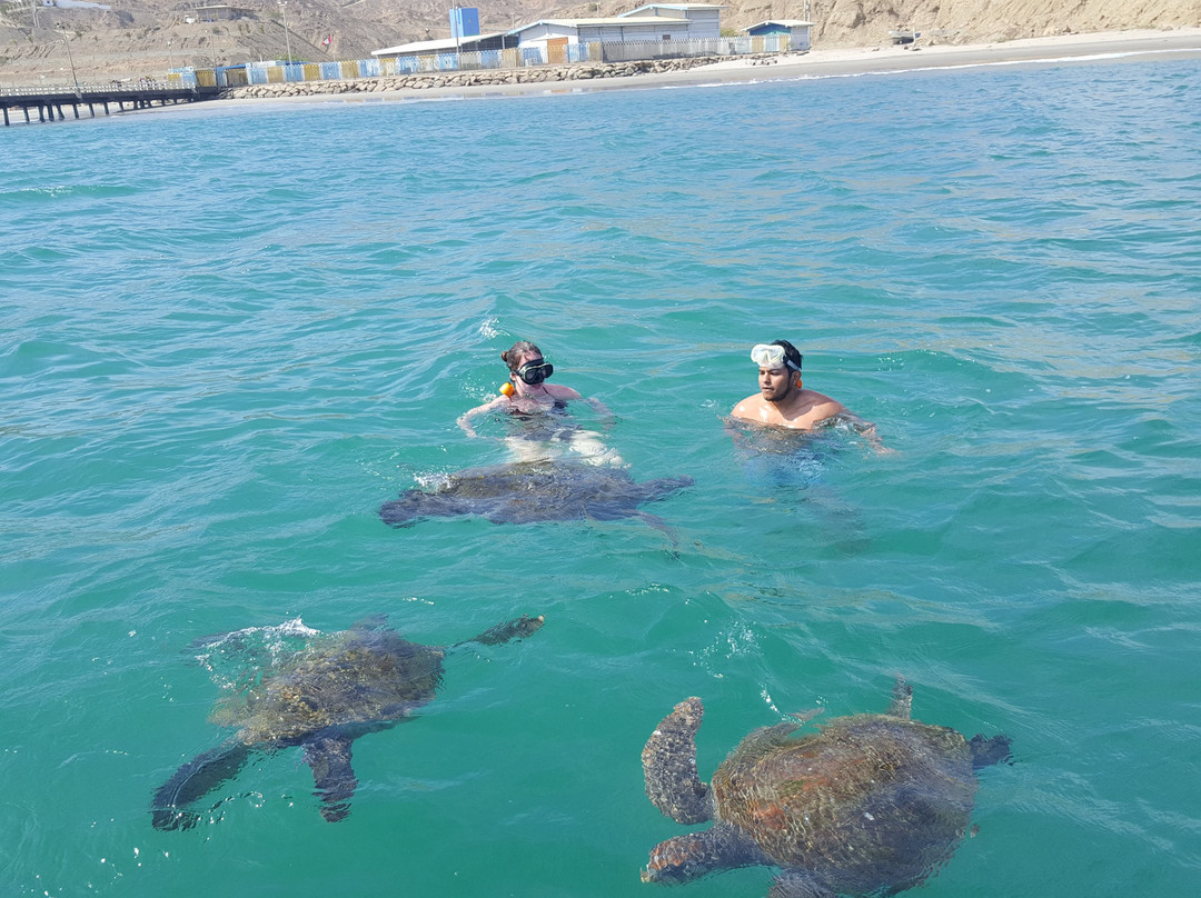 Nadando con Tortugas en El Nuro-Piura必去景点
