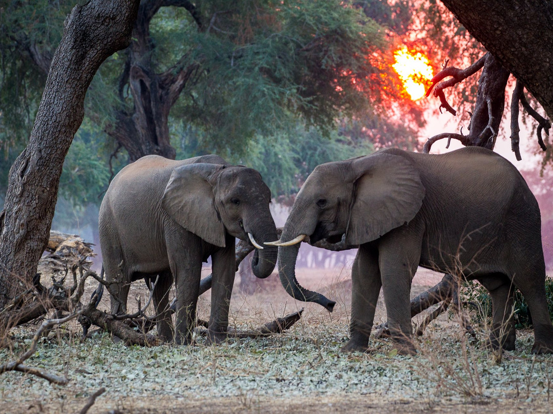 Wilderness Chikwenya