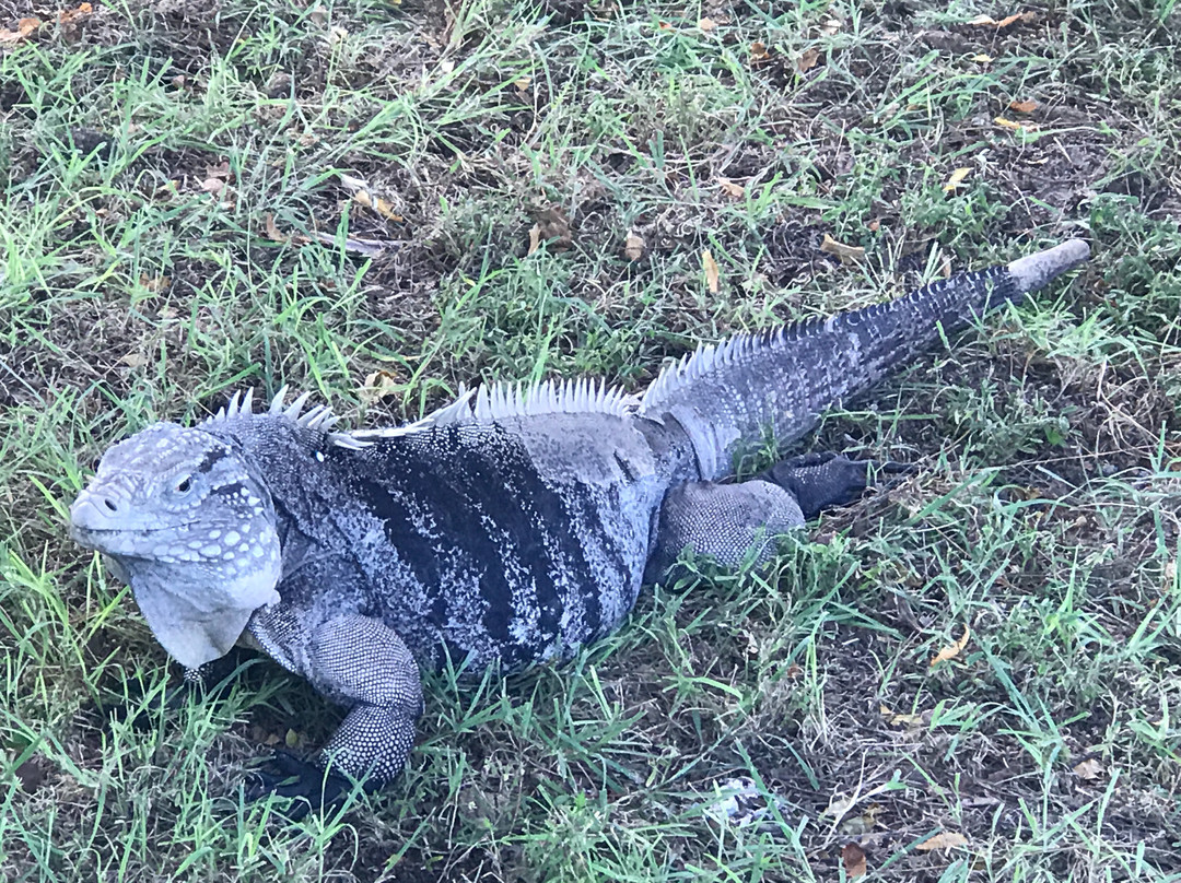 Little Cayman Museum景点图片