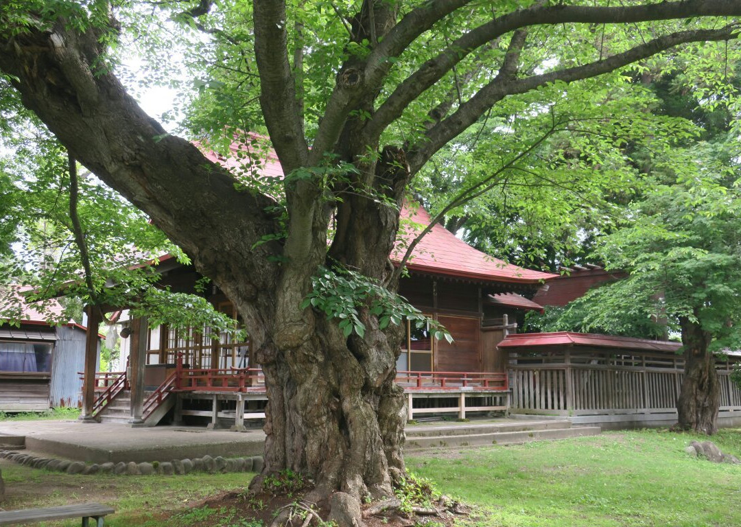 Yasaka Shrine景点图片