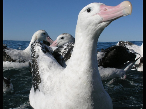 Port To Port Cruises and Wildife Tours-Port Chalmers必去景点