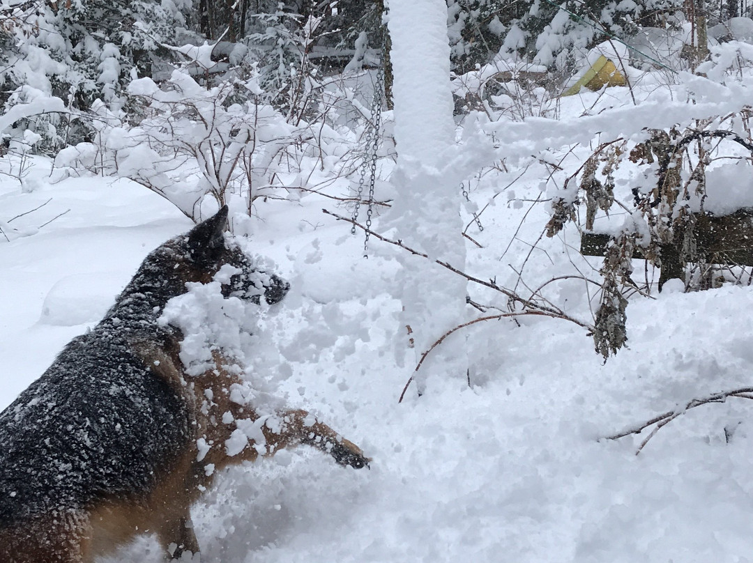 Welch Mountain Chalet Bed & Breakfast主图