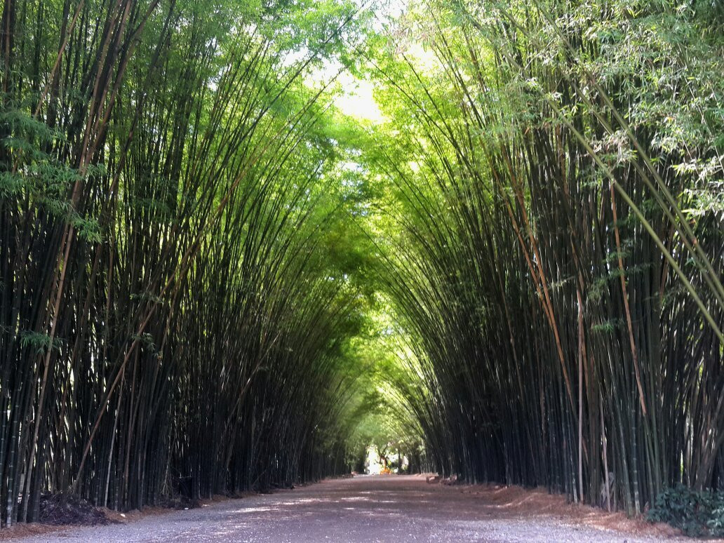 Bamboo Grove - Chulapornwararam Temple景点图片
