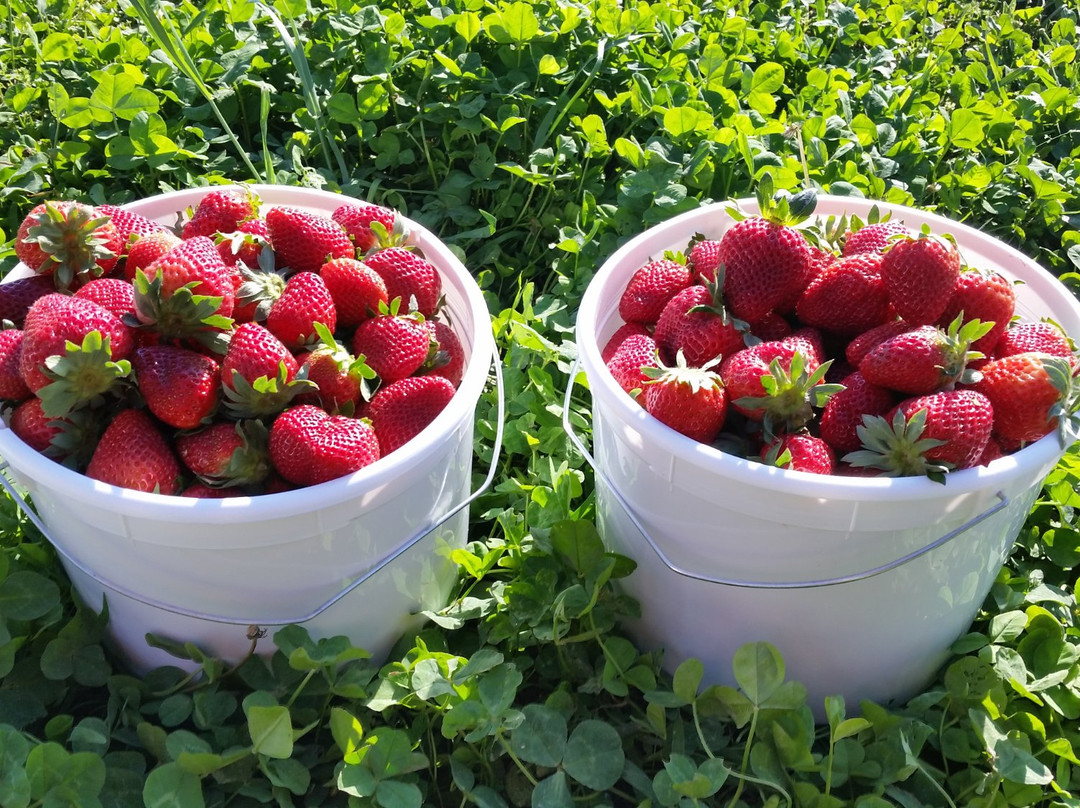 Cox Berry Farm & Nursery-Clarksville必去景点