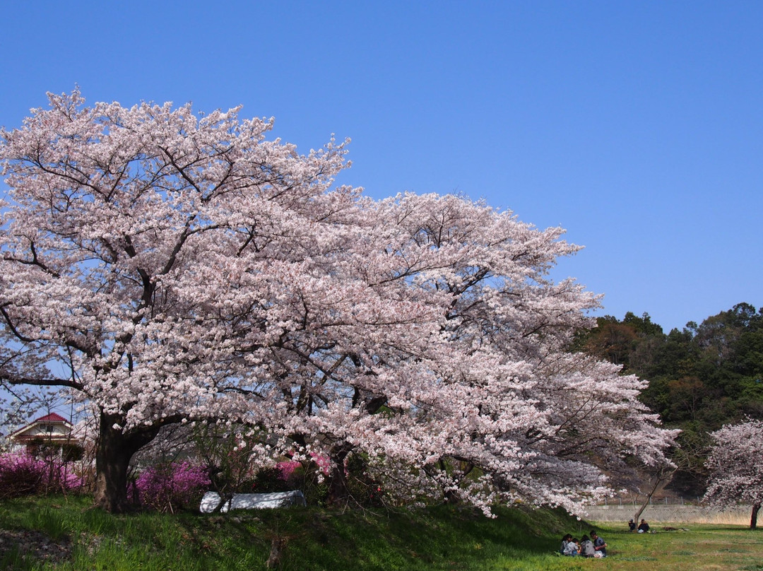 Kosho no Sakura景点图片