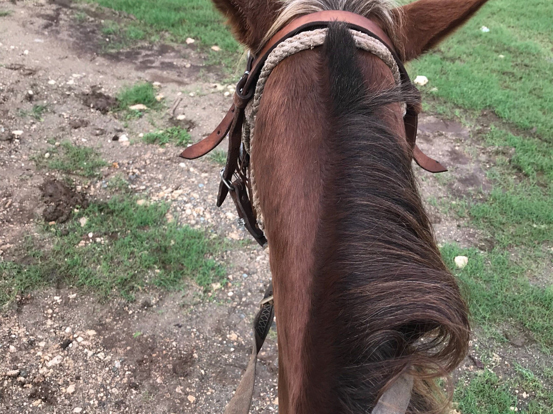 Cuba Horseback Rides景点图片