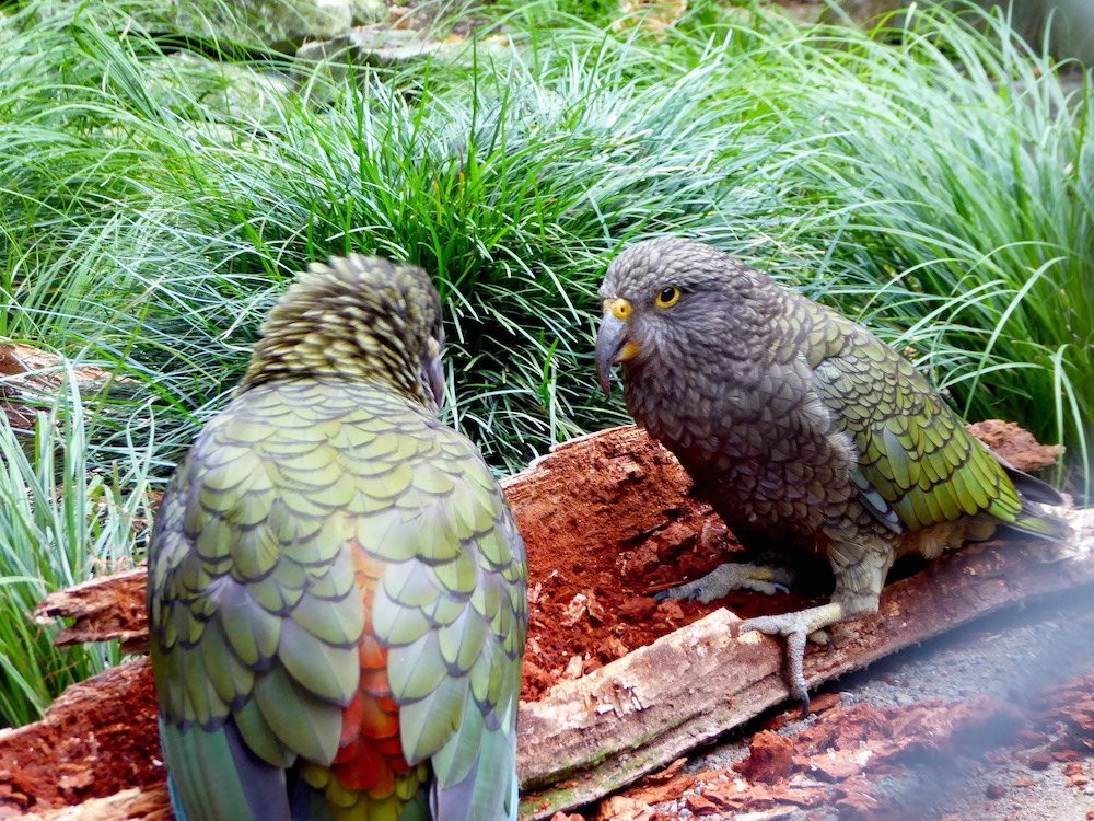 Ōtorohanga Kiwi House景点图片