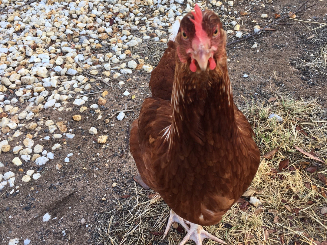 Wendy's Retreat Nhill主图