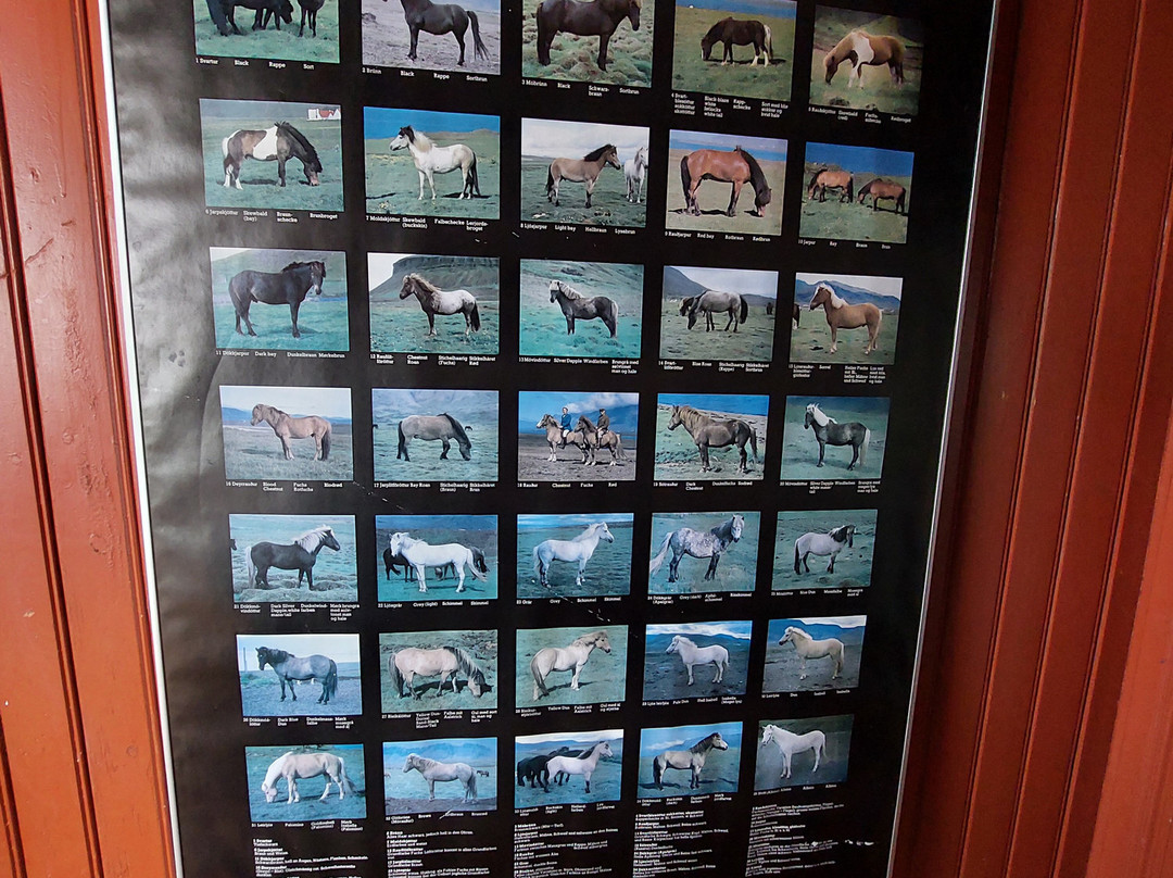 Husey Hostel And Horsefarm