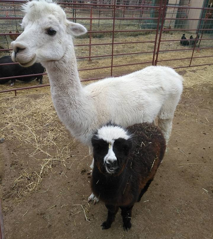 Zippity Boo Pumpkins-拉夫兰必去景点