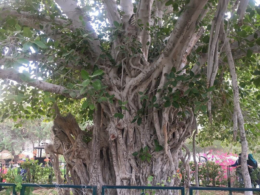 Green Tree Complex景点图片