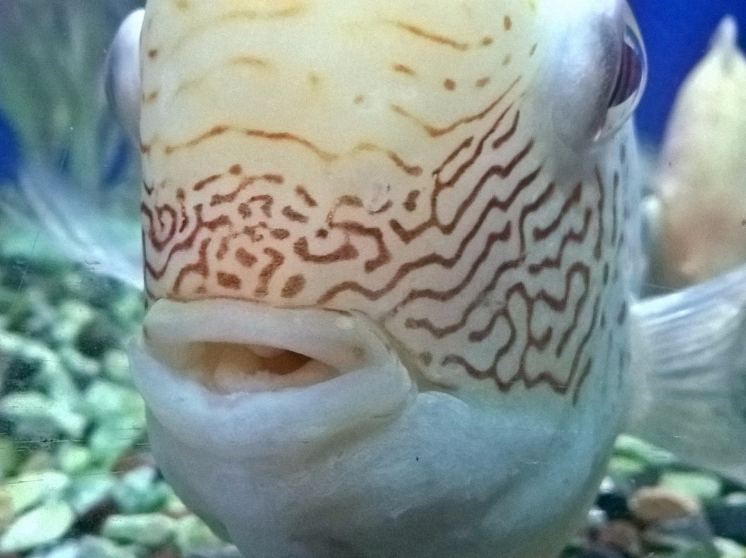 Marine Aquarium Paradeep-帕拉蒂普必去景点