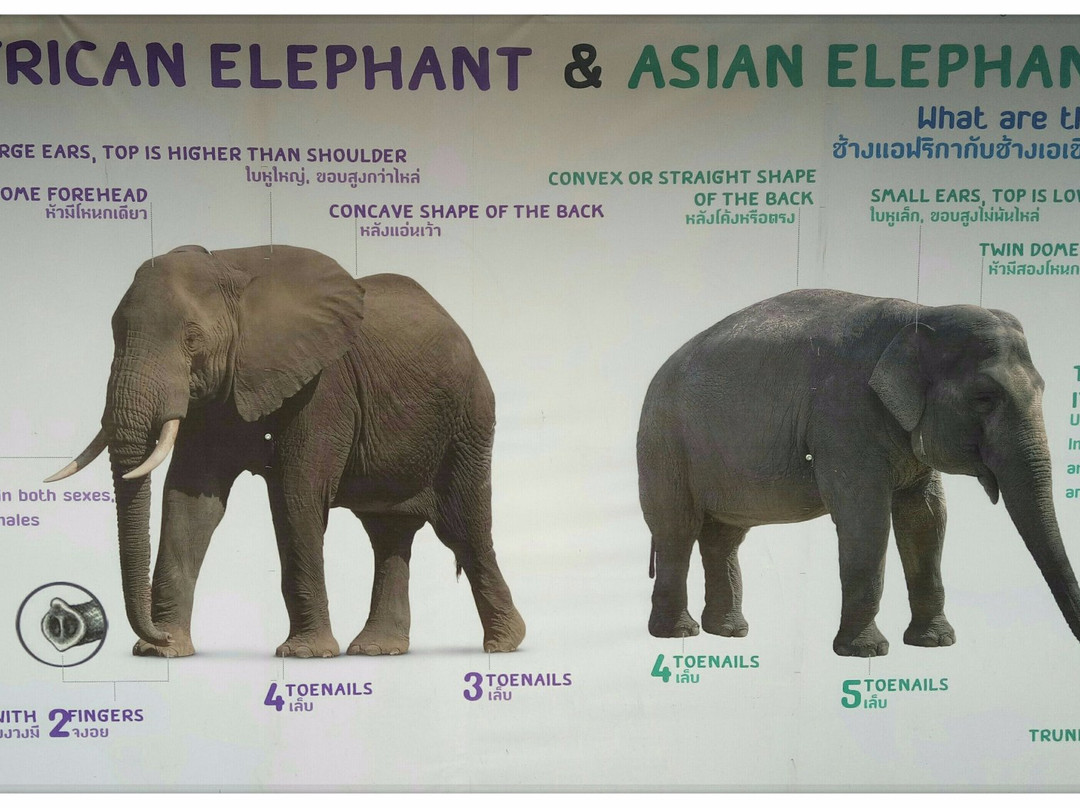 Baan Tung Lakorn Elephant Camp-夜登必去景点