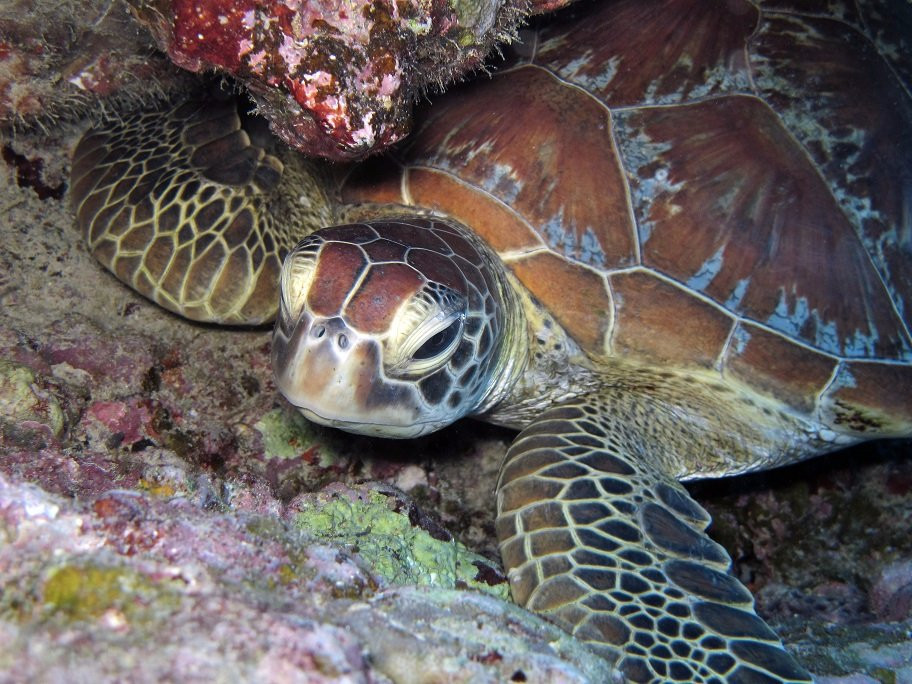 Euro-Divers la Pointe景点图片