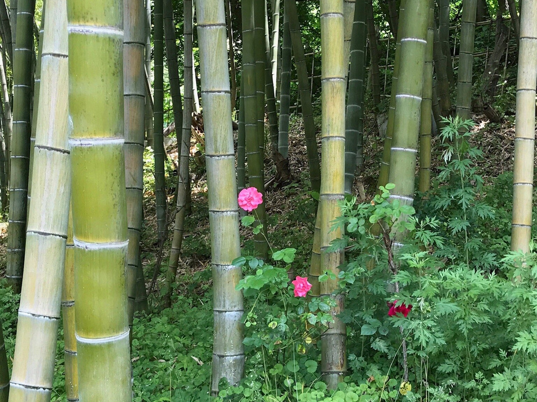 Higashizawa Rose Park景点图片