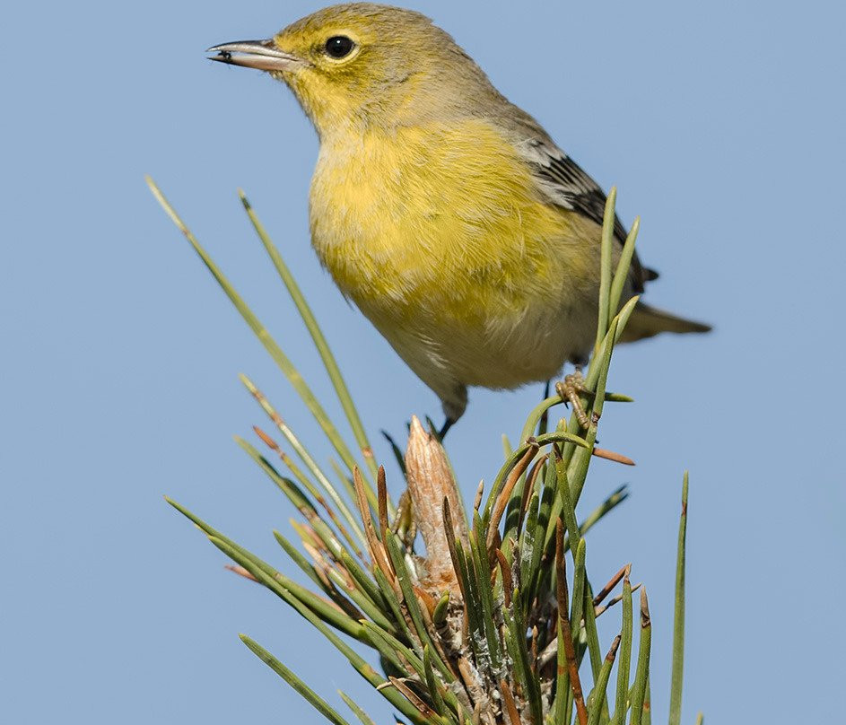 Birding Bob-纽约市必去景点
