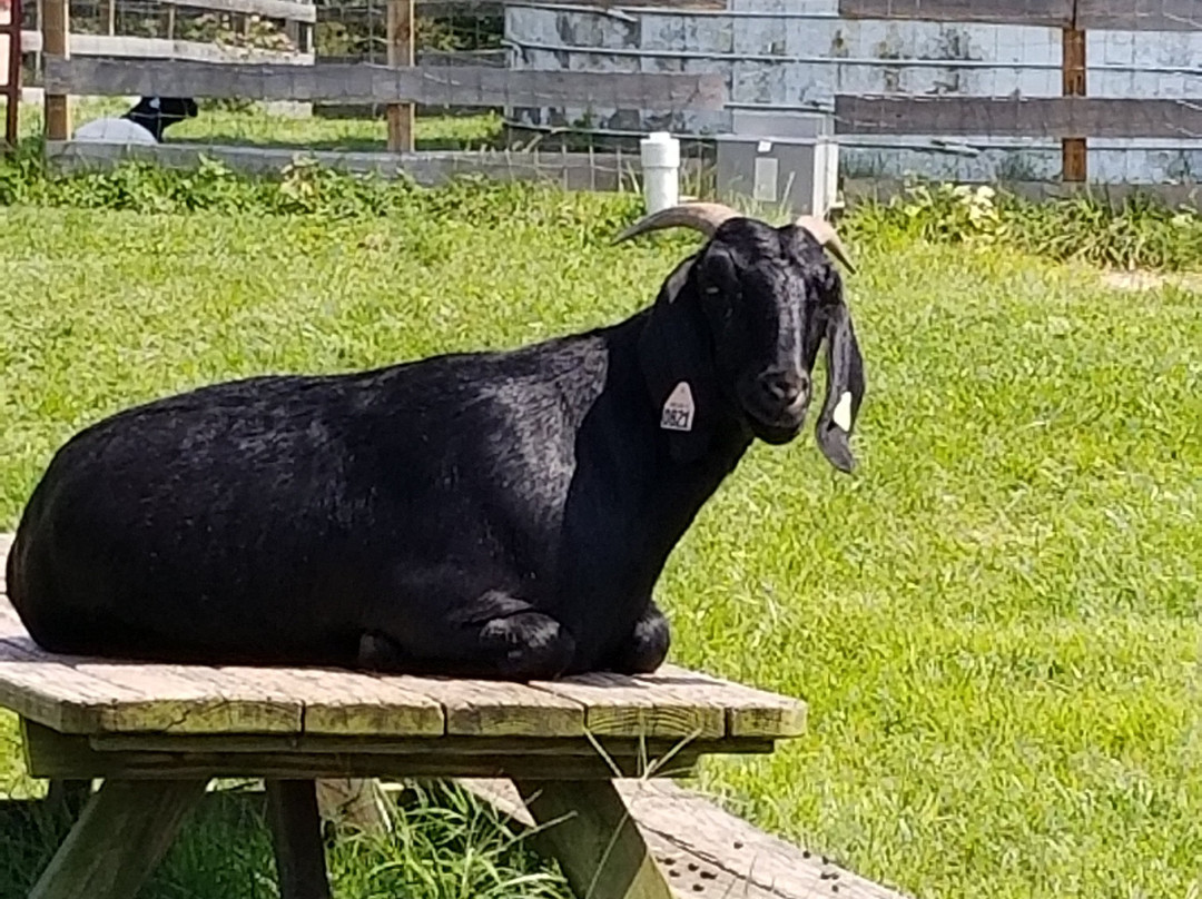 Kinder Farm Park-Millersville必去景点