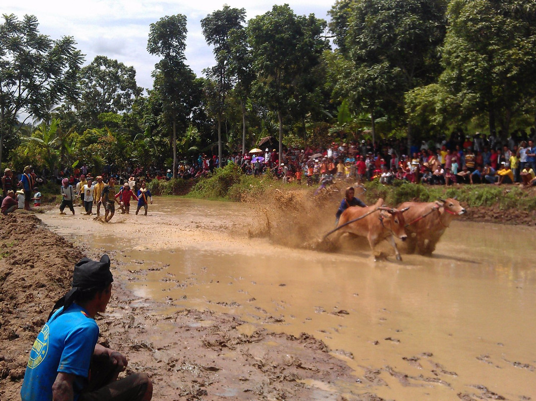 Bull Race Festival-Payakumbuh必去景点