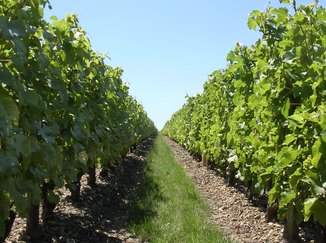 Domaine Paris, Père et Fils景点图片