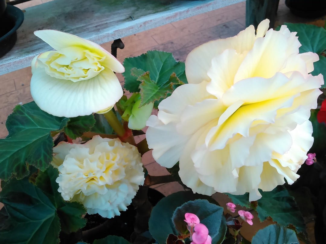 Begonia Garden-唐津市必去景点