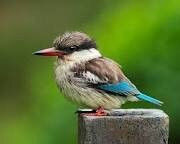 Best Bird Watching Gambia-Bijilo必去景点