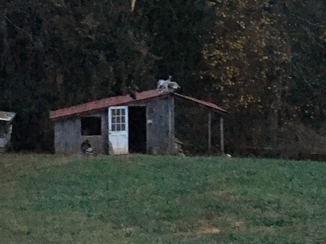 Open Gate Farm-Earlysville必去景点