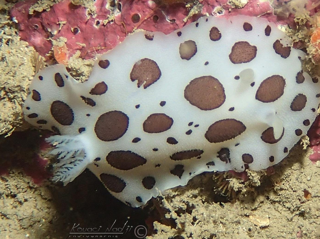 La Maison du Plongeur-Tenes必去景点