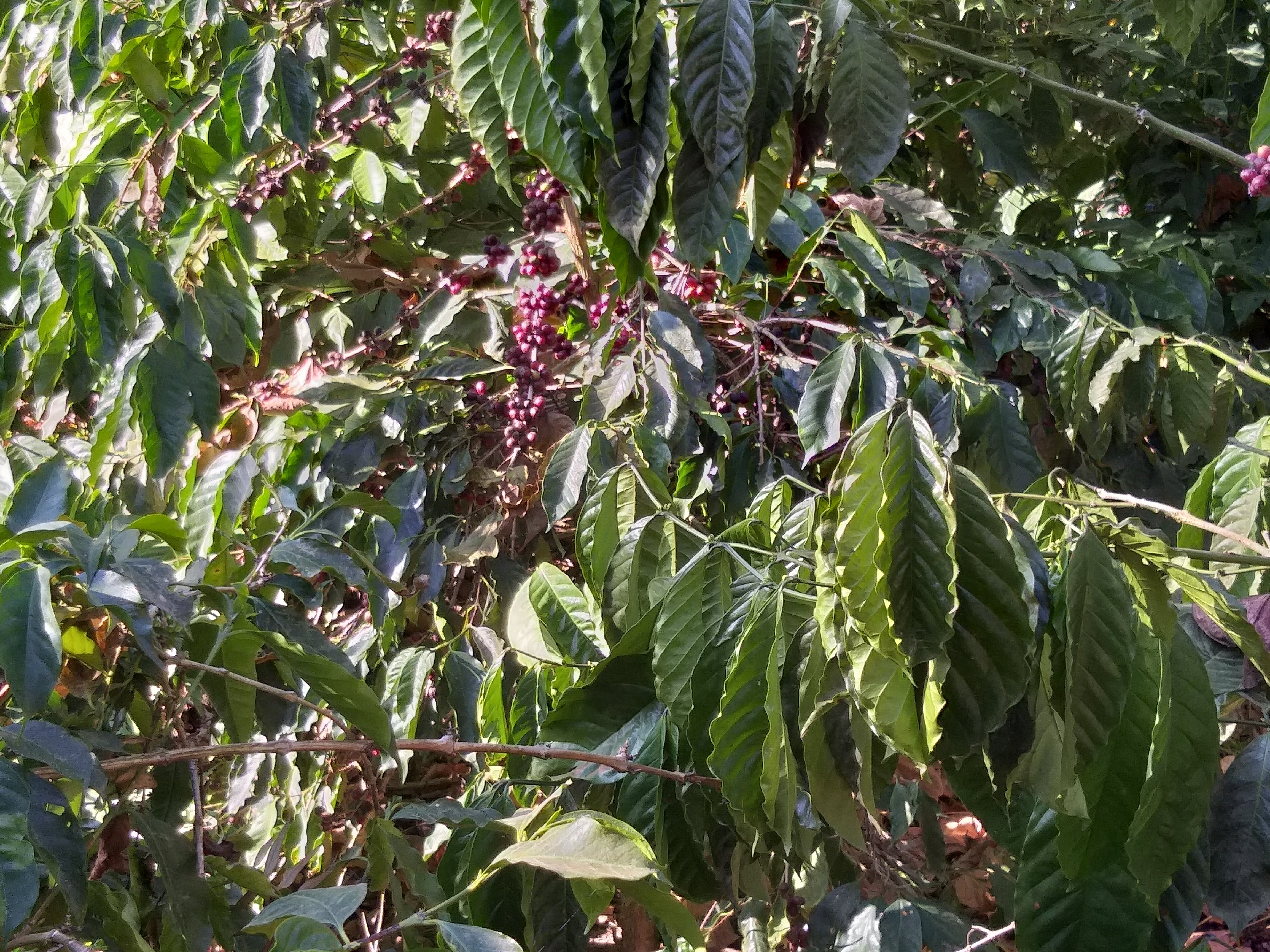 Coffee Tranquil Homestay-官方