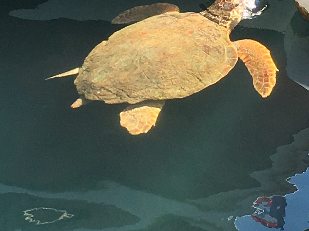 Atlas Dive Center-卡斯必去景点