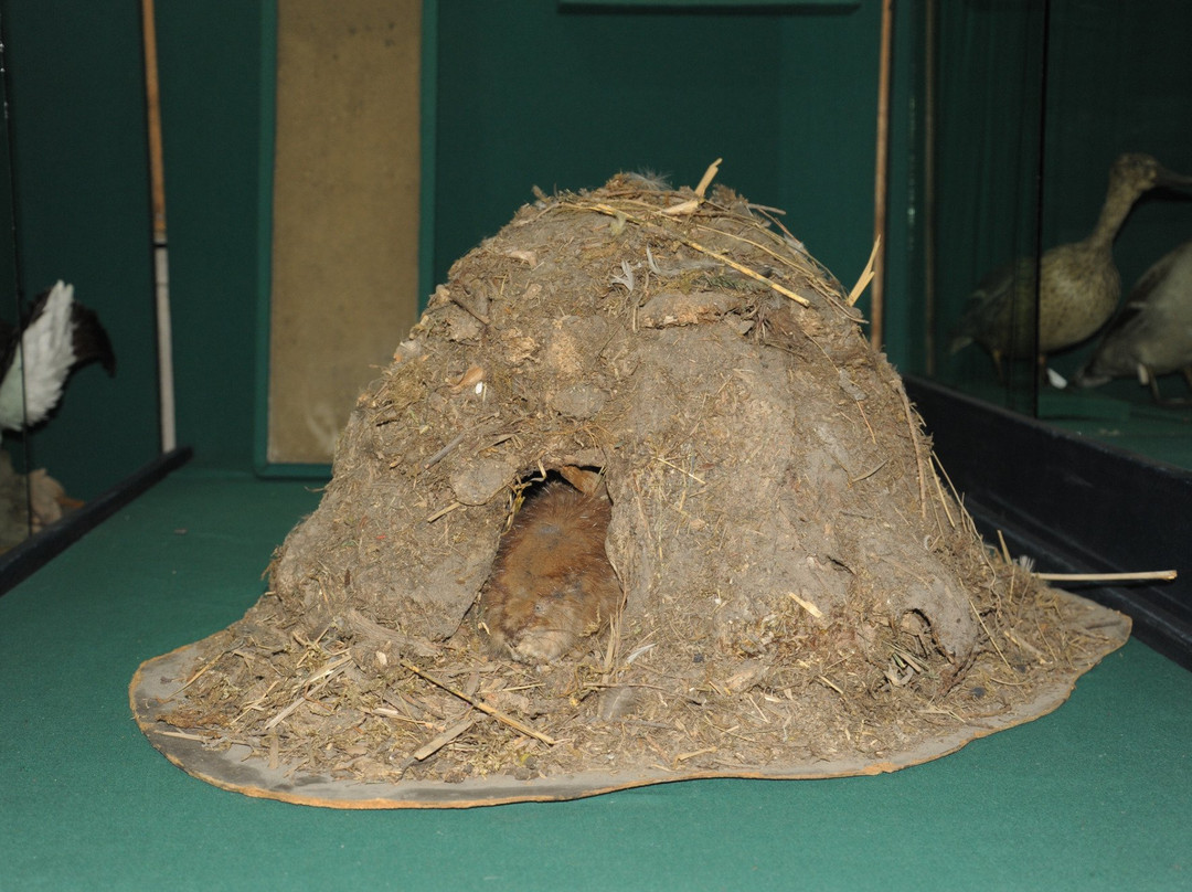Buryatia Nature Museum景点图片