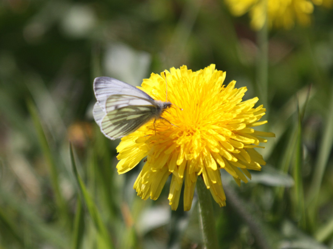 Newbridge旅游景点-Pollardstown Fen Nature Reserve