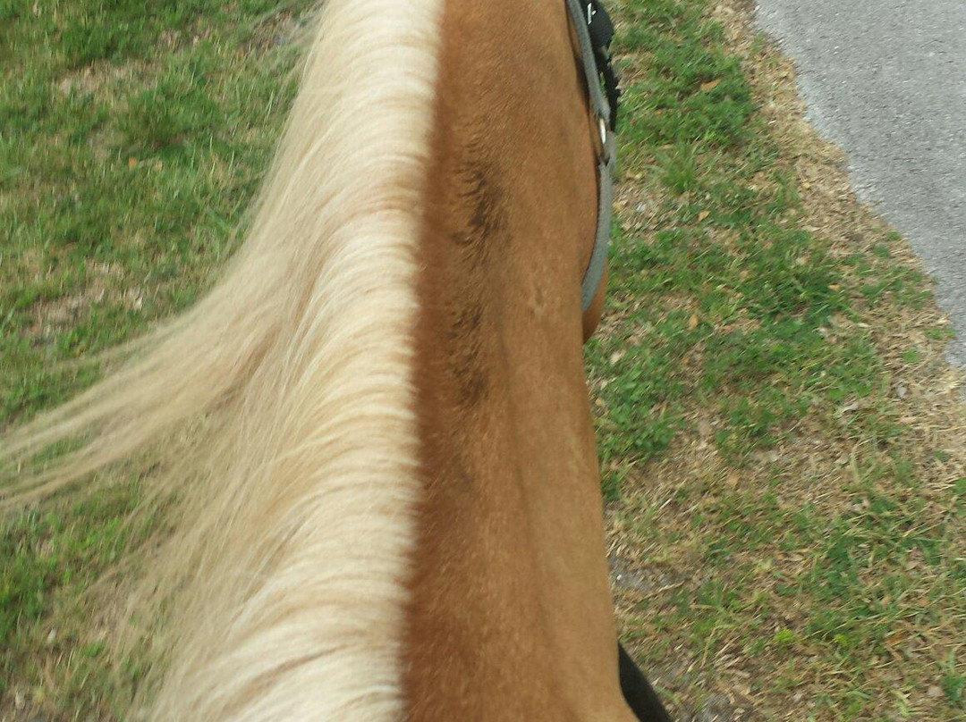 Happy Pony World-Southwest Ranches必去景点