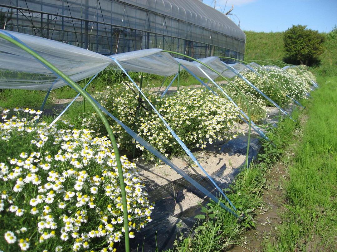 Herb Niyodogawa-土佐市必去景点