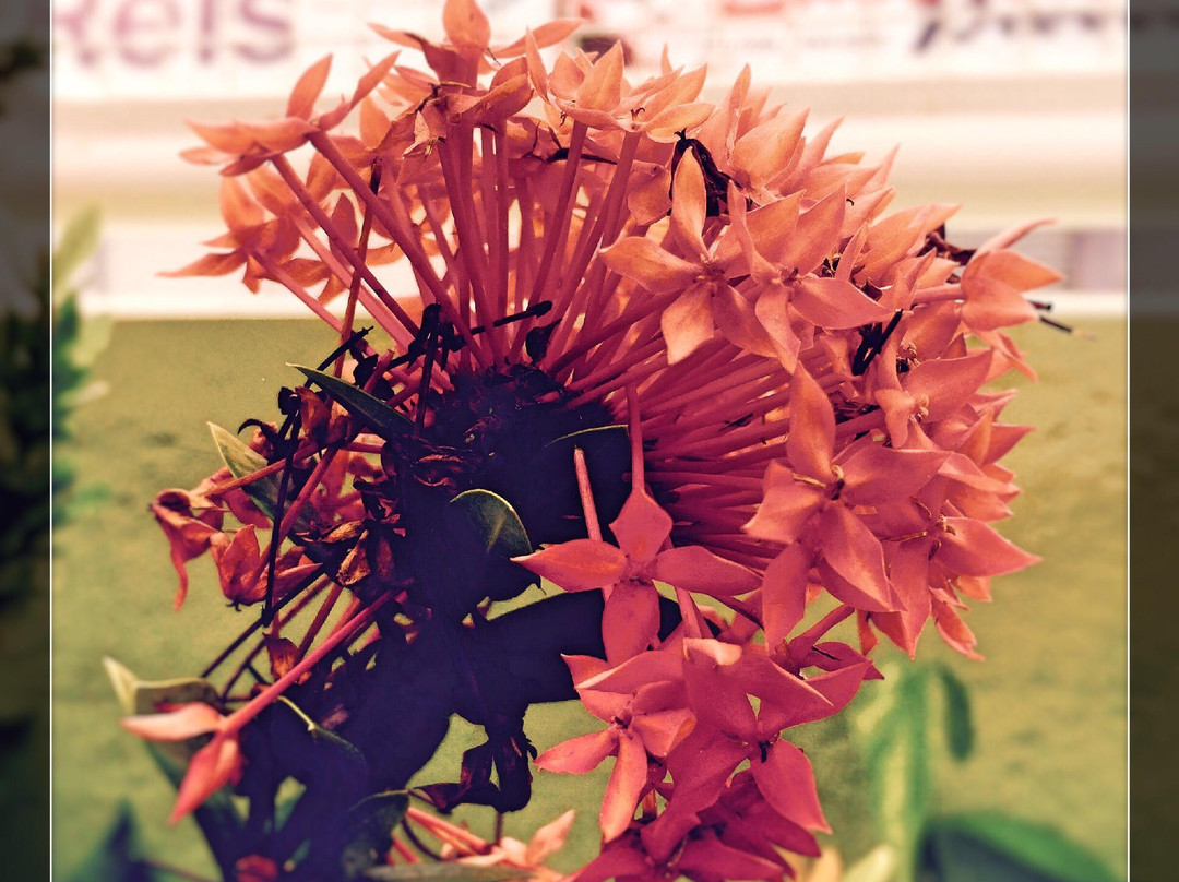 Memorial Casa De Dona Dedé-Guanambi必去景点