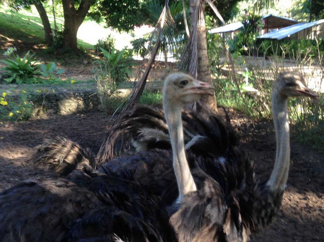 Zanzibar Land Animal Park (ZALA)-桑给巴尔岛必去景点