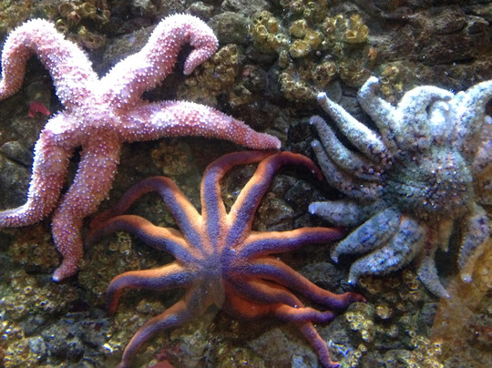 Kodiak Laboratory Aquarium & Touch Tank-Kodiak必去景点