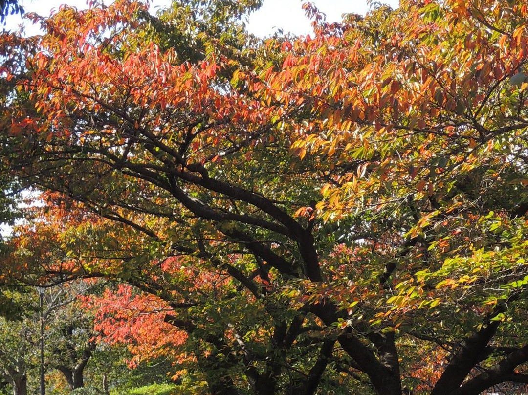 Suigetsu Park-池田市必去景点