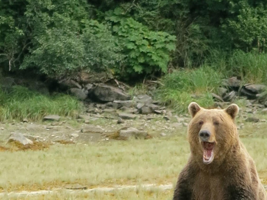 Harvey Flying Service-科迪亚克岛必去景点