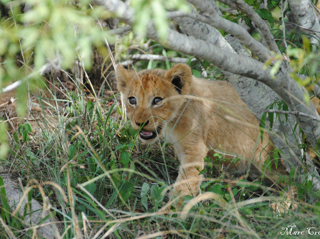 Kruger Flexi Tours - Day Tours-尼斯普鲁特必去景点