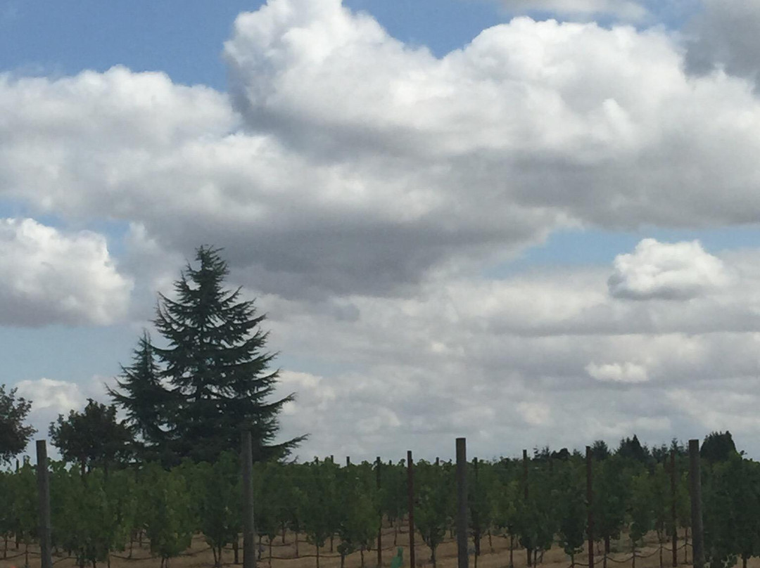 Cubanisimo Vineyards-塞勒姆必去景点