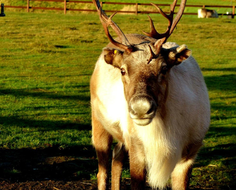 Ythanbank Reindeer-Ellon必去景点