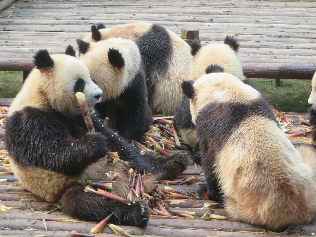 China Highlights-成都必去景点