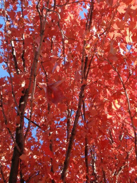 Clegg Memorial Garden-拉斐特必去景点